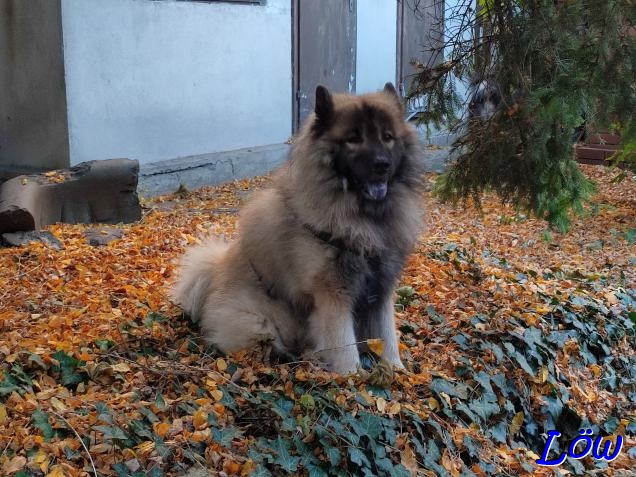30.10.2024 - Dwix im Laubbeet